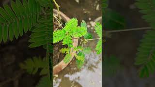 Mimosa Pudica Folding Leaf || touch-me-not