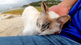 防波堤を歩いていると野良猫が下から上がってきた