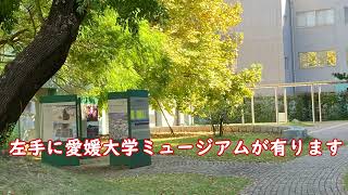 紅葉の愛媛大学を散策しました