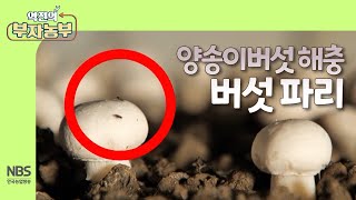 [역전의부자농부 282회] 양송이버섯 해충 버섯 파리