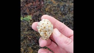 Common Whelk egg cases -\