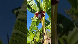 Blossoming Beauty: The Stunning Cavendish Banana Plant Flower