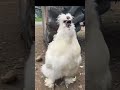 🐓 Most Annoying Silkie Rooster in the World!! 🐓 - Chicken Coop TV