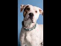 why adopt a mutt shortsyoutube