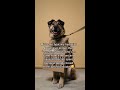 why adopt a mutt shortsyoutube