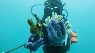How Corals Hold Centuries of Ocean Climate Data