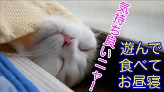 仰向けになって気持ちよさそうにお昼寝をする猫【スコティッシュフォールド】