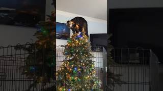 Christmas cats are also crazy  #cat  #funny  #pets