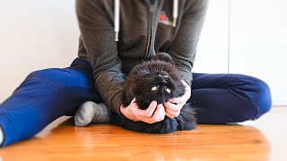 My Cat Gets ADDICTED to This Magic Head MASSAGE