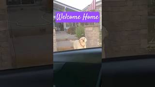 Watch What This Lab Does When Owner Comes Home