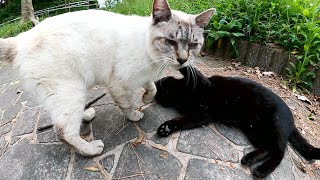 シャム猫が友達の黒猫を誘って夕方の公園のパトロールに出掛ける