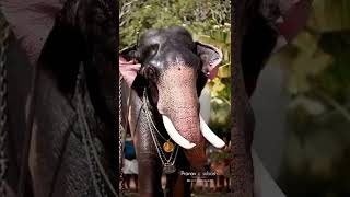 Thiruvanikav Rajagopal 😍🔥 | Kerala Popular Elephant | Whatsapp Status |