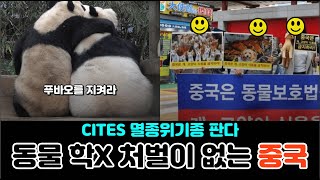 CITES 멸종위기종 판다 푸바오. 동물 학X 처벌이 없는 중국..