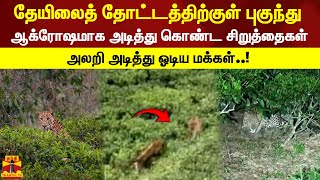 தேயிலைத் தோட்டத்திற்குள் புகுந்து ஆக்ரோஷமாக அடித்து கொண்ட சிறுத்தைகள். அலறி அடித்து ஓடிய மக்கள்..!