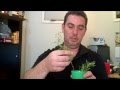 Making rosemary plants from grocery store herb