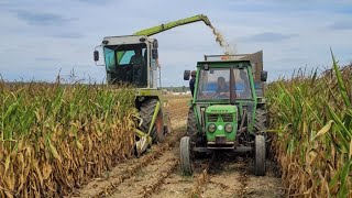 Ensilage à l'ancienne 2022 à Rimou