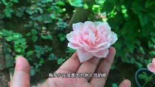 瑞典女王月季花的优缺点，分享给花友