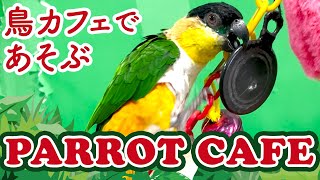 相模原の鳥カフェ\