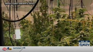 Wood County sheriff: Marijuana grow houses have ties to Europe and South America