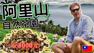 大豐大哥大第一次阿里山！｜我去阿里山一場自然茶園參觀 不小心碰到台灣烘焙茶大王 蘇楠雄！順便訪問他一下！｜我很好奇為甚台灣阿里山出產茶是世界最高級的？ ｜Alishan Tea Taiwan |