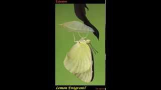 The eclosion event of a Lemon Emigrant buttterfly