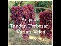 anggur veles bobot tandan terbesar anggurveles anggurmerah anggur anggurimport