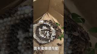 很大的蜂窩，把它摘下來還有蟲蛹在動