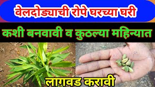 बिया पासून विलायची चे रोप कसे तयार करावे || how to grow cardamom at home.