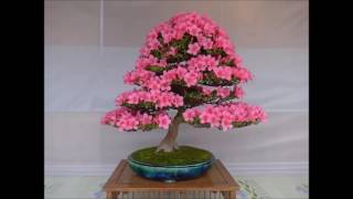 Satsuki Bonsai Festival - Ueno - 2016