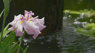 ６月のかわつ花菖蒲園