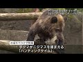 北海道　子グマのハンティングタイム　クマ牧場で　かわいい　イキイキとした姿