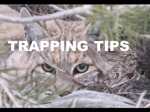 Trapping Tips Youtube