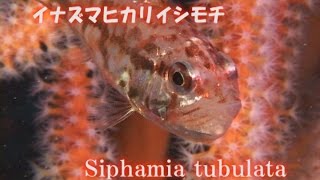 イナズマヒカリイシモチ　Siphamia tubulata 　柏島　水中映像