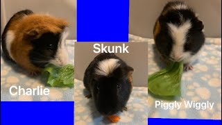 A Bonded Trio Of Foster Guinea Pigs! Welcome Skunk, Charlie, And Piggly Wiggly!