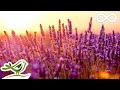 Relaxing Piano Music Relaxing Music Study Music Romantic Music Sleep Music ★128