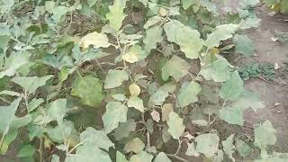 whitefly attack  in Brinjal