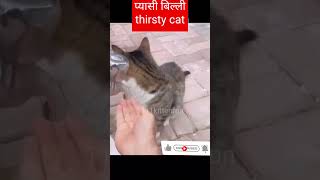 प्यासी बिल्ली 🐱| thirsty cat