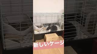 新しいケージ - New cage