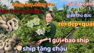 🌲23/12☎️vườn mai bạn Châu🌲Mai ghép chơi tết🌲1 cây bao ship có chậu🌲chốt gấp🌲ưu đãi lớn