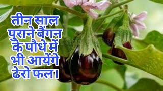 How to take care of brinjal plant | 3 साल पुराने बैंगन के पौधे से अच्छे फल कैसे लें। 🍆 #vegetables