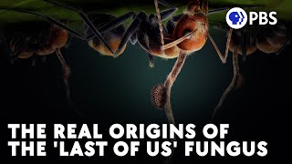 Cordyceps Turned These Ants Into Zombies