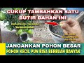 POHON KECIL PUN BISA BERBUAH BANYAK || PUPUK PERANGSANG BUAH PALING DAHSYAT