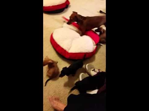 The puppies playing The puppies playing