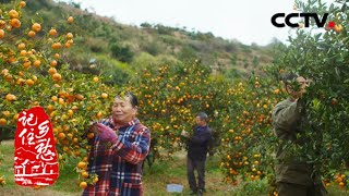 走进曾巩故里 “橘乡”南丰 倾听“秋雨名家”的故事 20210222  |《记住乡愁 第七季》CCTV中文国际