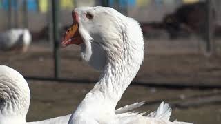 02.02.2020.Andromeda is very jealous.Two in love kholmogory geese at 10 months in Olympus farm.