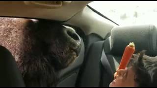 Huge Hungry Bison Scares Boy