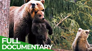 Three Bear Cubs - Growing Up in a Dangerous World | Free Documentary Nature