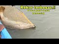 TERNYATA MASIH BANYAK Kakap Putih Sebesar 25 Kg.!! Mancing kakap putih-barramundi