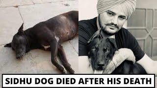 Sidhu Moose Wala Dog Crying And Searching Him In House