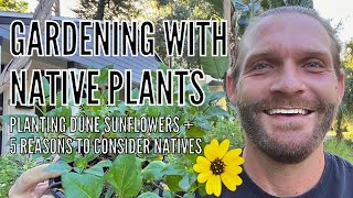 Gardening With Native Plants | Planting Dune Sunflowers | ✋🏻5 Reasons to Plant Natives